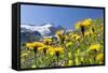 Rough Hawkbit in Full Bloom, Zillertal Alps, Austria-Martin Zwick-Framed Stretched Canvas