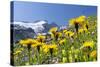 Rough Hawkbit in Full Bloom, Zillertal Alps, Austria-Martin Zwick-Stretched Canvas