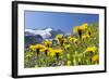 Rough Hawkbit in Full Bloom, Zillertal Alps, Austria-Martin Zwick-Framed Photographic Print