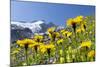 Rough Hawkbit in Full Bloom, Zillertal Alps, Austria-Martin Zwick-Mounted Photographic Print