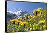 Rough Hawkbit in Full Bloom, Zillertal Alps, Austria-Martin Zwick-Framed Stretched Canvas