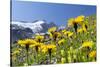 Rough Hawkbit in Full Bloom, Zillertal Alps, Austria-Martin Zwick-Stretched Canvas