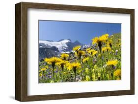 Rough Hawkbit in Full Bloom, Zillertal Alps, Austria-Martin Zwick-Framed Photographic Print