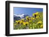 Rough Hawkbit in Full Bloom, Zillertal Alps, Austria-Martin Zwick-Framed Photographic Print