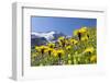 Rough Hawkbit in Full Bloom, Zillertal Alps, Austria-Martin Zwick-Framed Photographic Print