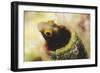 Rough Head Bleny-Hal Beral-Framed Photographic Print