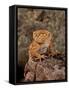 Rough Knob-Tail Gecko, Nephrurus Amyae, Native to Western Australia-David Northcott-Framed Stretched Canvas