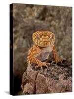 Rough Knob-Tail Gecko, Nephrurus Amyae, Native to Western Australia-David Northcott-Stretched Canvas