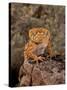 Rough Knob-Tail Gecko, Nephrurus Amyae, Native to Western Australia-David Northcott-Stretched Canvas