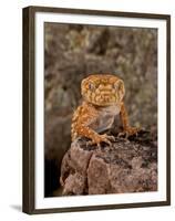 Rough Knob-Tail Gecko, Nephrurus Amyae, Native to Western Australia-David Northcott-Framed Premium Photographic Print