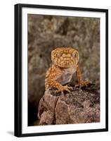Rough Knob-Tail Gecko, Nephrurus Amyae, Native to Western Australia-David Northcott-Framed Premium Photographic Print