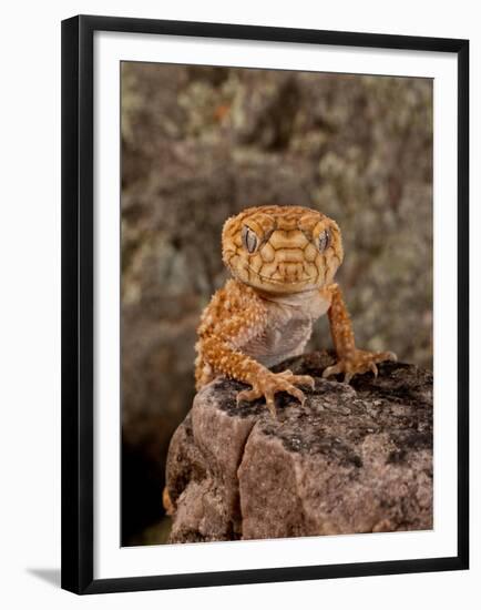 Rough Knob-Tail Gecko, Nephrurus Amyae, Native to Western Australia-David Northcott-Framed Premium Photographic Print