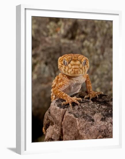 Rough Knob-Tail Gecko, Nephrurus Amyae, Native to Western Australia-David Northcott-Framed Premium Photographic Print