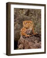 Rough Knob-Tail Gecko, Nephrurus Amyae, Native to Western Australia-David Northcott-Framed Photographic Print