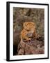 Rough Knob-Tail Gecko, Nephrurus Amyae, Native to Western Australia-David Northcott-Framed Photographic Print