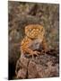 Rough Knob-Tail Gecko, Nephrurus Amyae, Native to Western Australia-David Northcott-Mounted Photographic Print