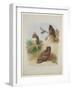 Rough Legged Buzzard, Spotted Eagle and Common Buzzard, C.1915 (W/C & Bodycolour with Gum Arabic Ov-Archibald Thorburn-Framed Giclee Print