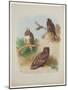 Rough Legged Buzzard, Spotted Eagle and Common Buzzard, C.1915 (W/C & Bodycolour with Gum Arabic Ov-Archibald Thorburn-Mounted Giclee Print