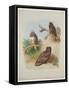 Rough Legged Buzzard, Spotted Eagle and Common Buzzard, C.1915 (W/C & Bodycolour with Gum Arabic Ov-Archibald Thorburn-Framed Stretched Canvas