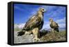 Rough-Legged Buzzards Young at the Nest Very-Andrey Zvoznikov-Framed Stretched Canvas