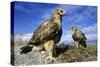 Rough-Legged Buzzards Young at the Nest Very-Andrey Zvoznikov-Stretched Canvas