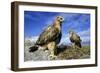 Rough-Legged Buzzards Young at the Nest Very-Andrey Zvoznikov-Framed Photographic Print