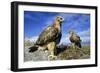 Rough-Legged Buzzards Young at the Nest Very-Andrey Zvoznikov-Framed Photographic Print