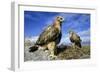 Rough-Legged Buzzards Young at the Nest Very-Andrey Zvoznikov-Framed Photographic Print