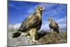 Rough-Legged Buzzards Young at the Nest Very-Andrey Zvoznikov-Mounted Photographic Print