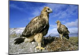 Rough-Legged Buzzards Young at the Nest Very-Andrey Zvoznikov-Mounted Photographic Print