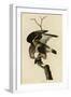 Rough Legged Falcon-null-Framed Giclee Print