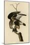 Rough Legged Falcon-null-Mounted Giclee Print