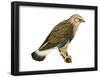 Rough-Legged Hawk (Buteo Lagopus), Birds-Encyclopaedia Britannica-Framed Poster