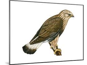 Rough-Legged Hawk (Buteo Lagopus), Birds-Encyclopaedia Britannica-Mounted Poster