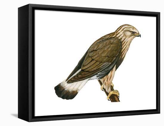 Rough-Legged Hawk (Buteo Lagopus), Birds-Encyclopaedia Britannica-Framed Stretched Canvas