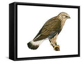 Rough-Legged Hawk (Buteo Lagopus), Birds-Encyclopaedia Britannica-Framed Stretched Canvas