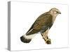 Rough-Legged Hawk (Buteo Lagopus), Birds-Encyclopaedia Britannica-Stretched Canvas
