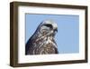 Rough-legged Hawk Close-up-Ken Archer-Framed Photographic Print