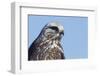 Rough-legged Hawk Close-up-Ken Archer-Framed Photographic Print