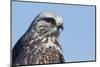 Rough-legged Hawk Close-up-Ken Archer-Mounted Photographic Print