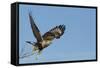 Rough-Legged Hawk-Ken Archer-Framed Stretched Canvas