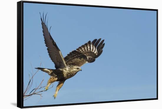 Rough-Legged Hawk-Ken Archer-Framed Stretched Canvas