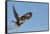 Rough-Legged Hawk-Ken Archer-Framed Stretched Canvas