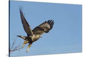 Rough-Legged Hawk-Ken Archer-Stretched Canvas