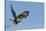 Rough-Legged Hawk-Ken Archer-Stretched Canvas