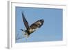 Rough-Legged Hawk-Ken Archer-Framed Photographic Print