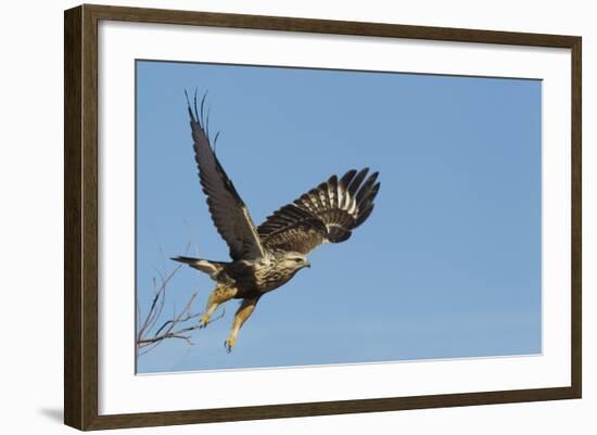 Rough-Legged Hawk-Ken Archer-Framed Photographic Print