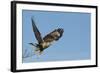 Rough-Legged Hawk-Ken Archer-Framed Photographic Print