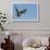 Rough-Legged Hawk-Ken Archer-Framed Photographic Print displayed on a wall