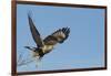 Rough-Legged Hawk-Ken Archer-Framed Photographic Print